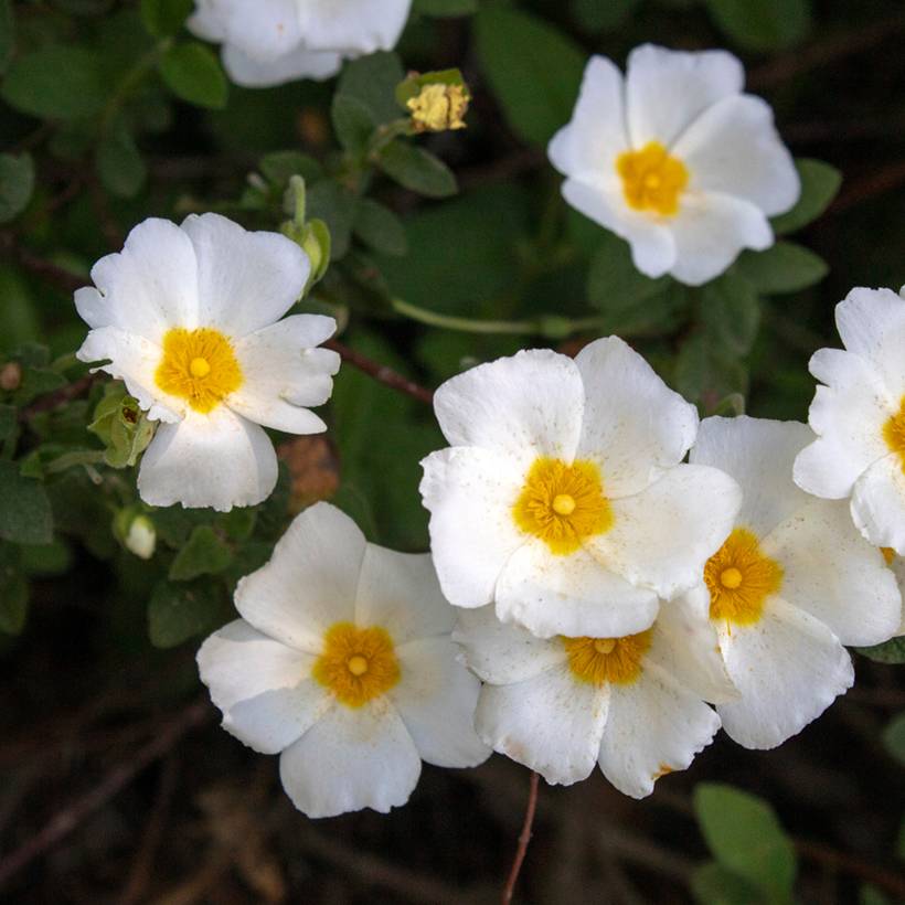 Cistus salviifolius - Ciste à feuilles de sauge Pot de 2L/3L