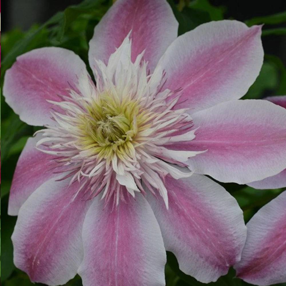 Clématite Empress™ 'EVIpo 011' à fleurs Rose - feuillage Caduc - Pot de 1,5L - Tuteur bambou 30/60 cm- hauteur à maturité De 1,00 m à 1,50 m