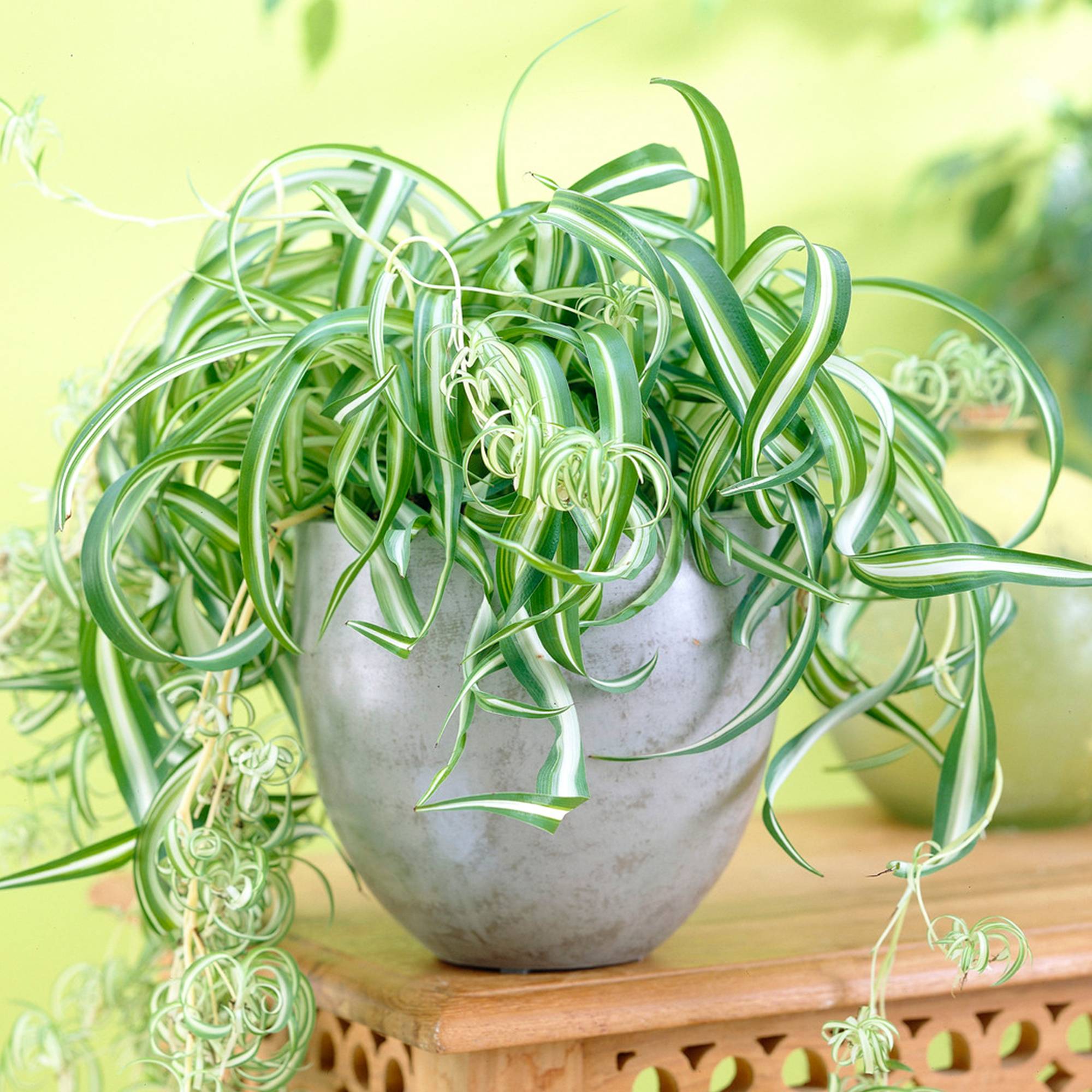Chlorophytum Bonnie Plante Araignée En Suspension (De 20 À 30 Cm Pot Inclus) - GardenersDream