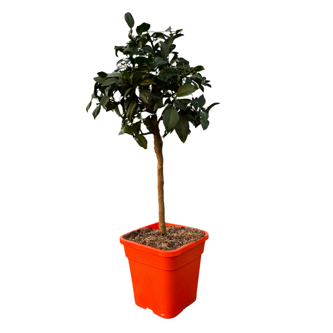 Citronnier Yuzu - Pot carré de 5 litres, hauteur 40/60 cm