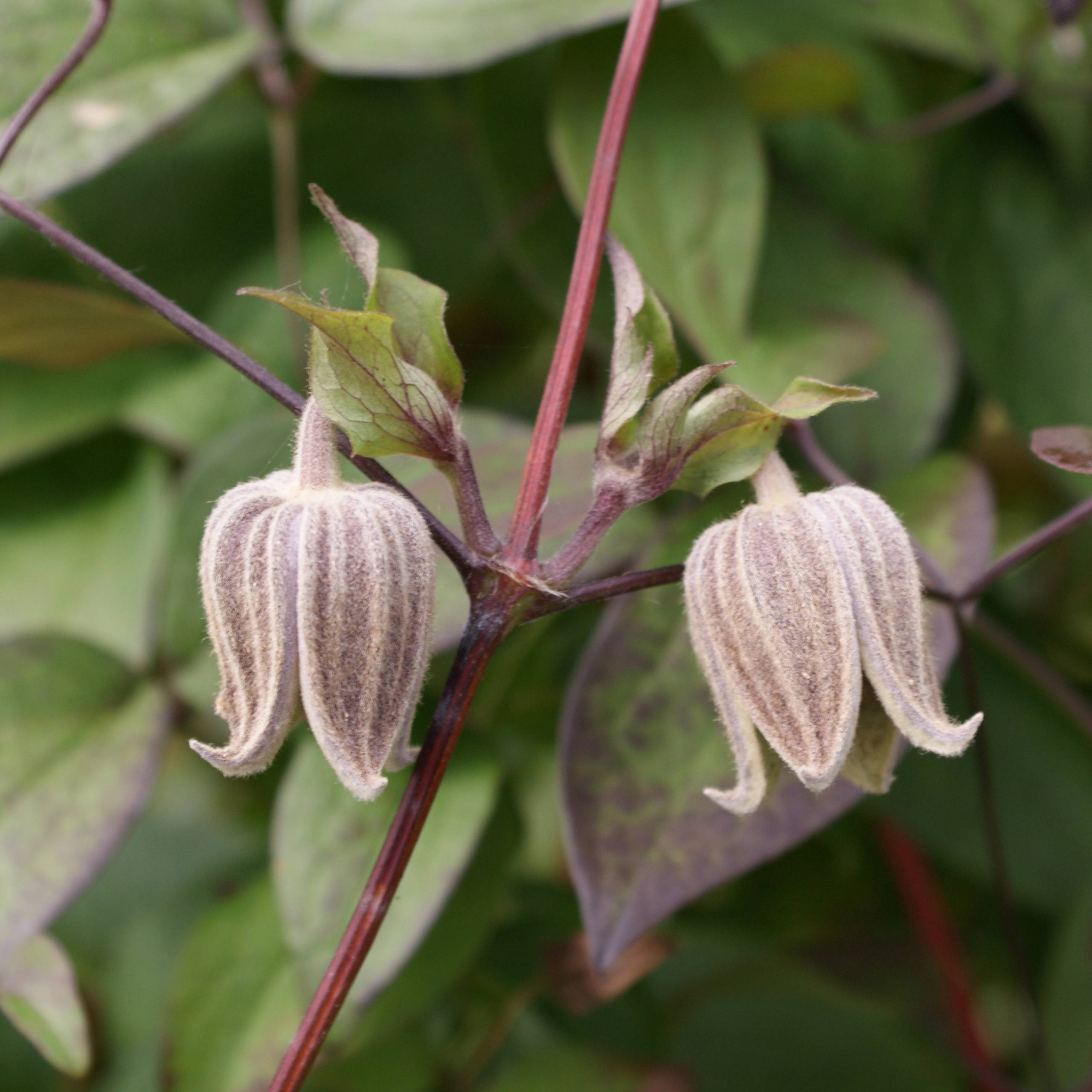 Clématite - Clematis fusca Pot de 2L/3L