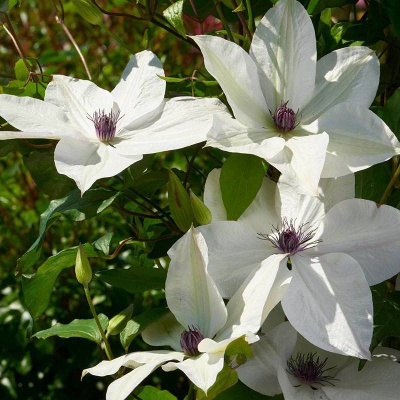Clématite Tsukiko™ 'Evipo110' à fleurs Blanche - feuillage Caduc - Pot de 1,5L - Tuteur bambou 30/60 cm- hauteur à maturité De 1,50 m à 2,00 m
