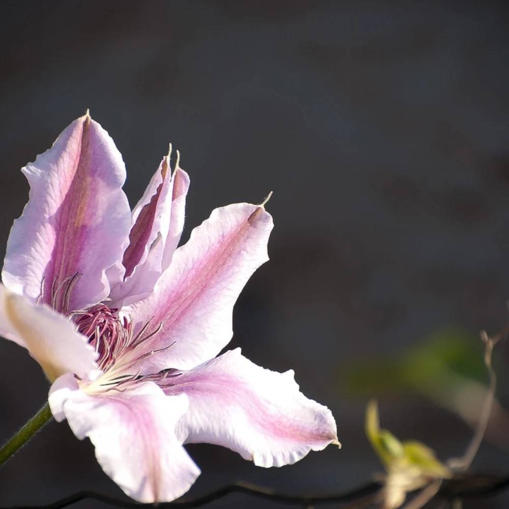 Clématite Ithemba™ 'Evipo157' à fleurs Rose - feuillage Caduc - Pot de 1,5L - Tuteur bambou 30/60 cm- hauteur à maturité De 1,00 m à 1,50 m