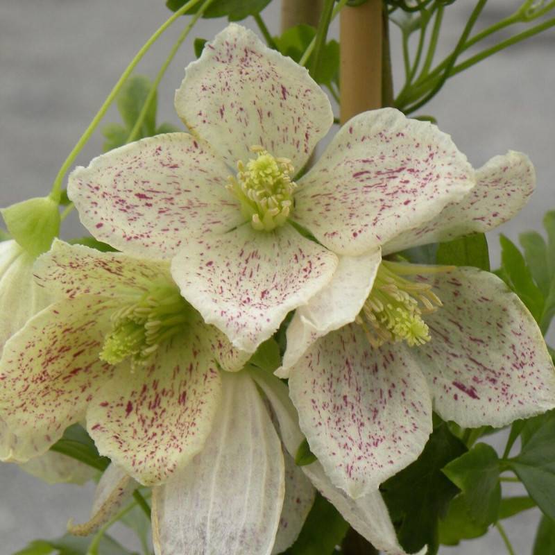 Clématite cirrhosa Winter Parasol®, Clématite cireuse à fleurs Blanche - feuillage Semi-Persistant - Godet - 5/20 cm- hauteur à maturité De 3,00 m à
