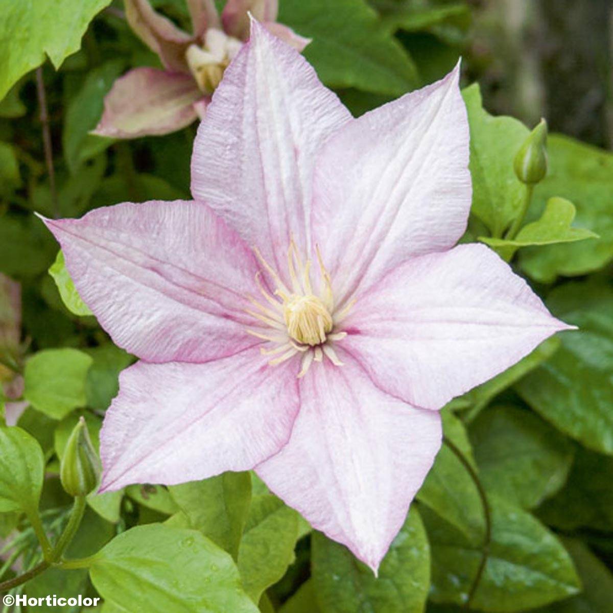 Clématite - Clematis Caroline Pot de 2L/3L