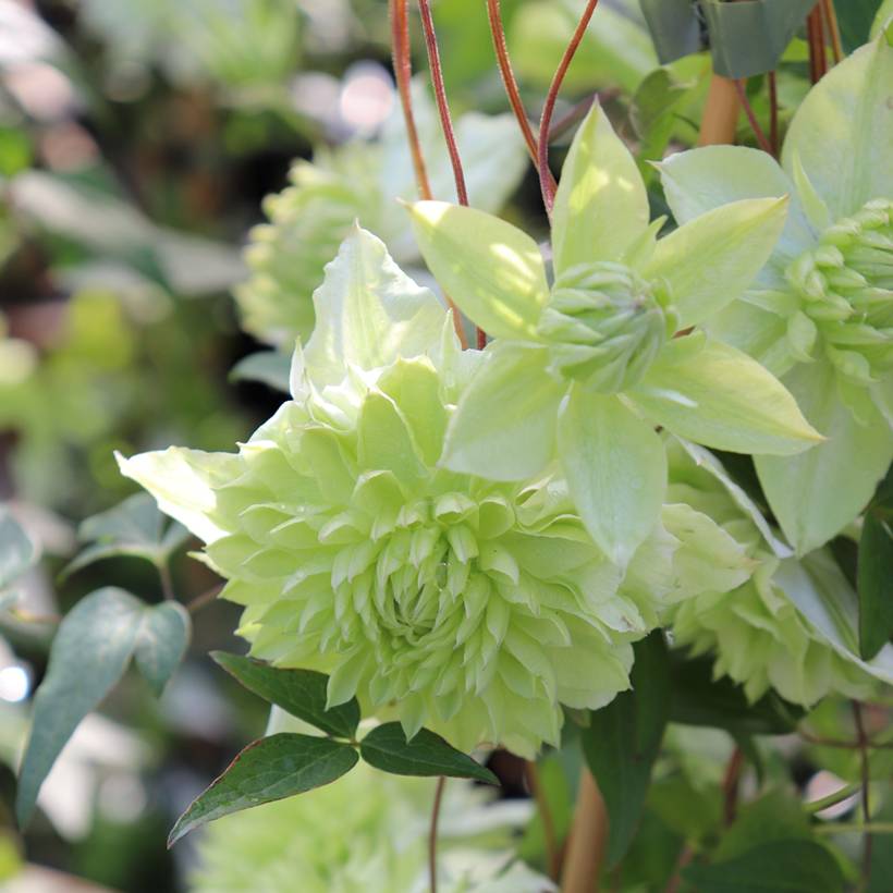 Clématite - Clematis florida Alba Plena Pot de 2L/3L