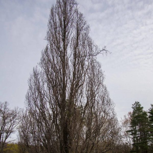 Chêne pédonculé fastigié Koster, Quercus robur – Pot de 30L – Tige 10/12 Chêne pédonculé fastigié Koster, Quercus robur – Pot de 30L – Tige 10/12