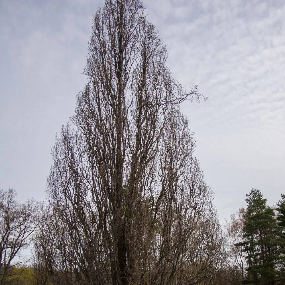 Chêne pédonculé fastigié Koster, Quercus robur - Pot de 30L - Tige 10/12