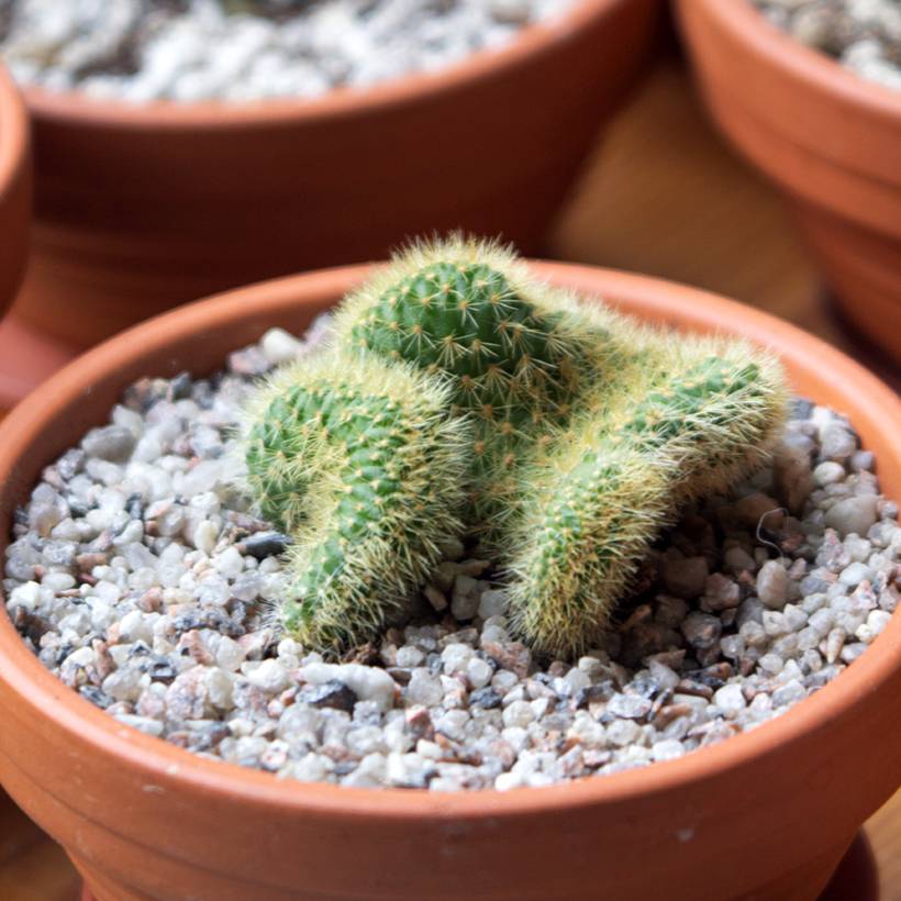 Cleistocactus winteri f. cristata - Queue de rat dorée Pot de 4L/5L, 16/18 diamètre