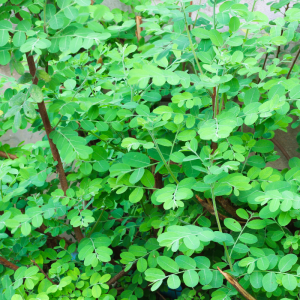 Chèvrefeuille à Feuilles De Buis Maigrün – Lonicera nitida Maigrün 30cm en pot – Fleur Chèvrefeuille à Feuilles De Buis Maigrün – Lonicera nitida Maigrün 30cm en pot – Fleur