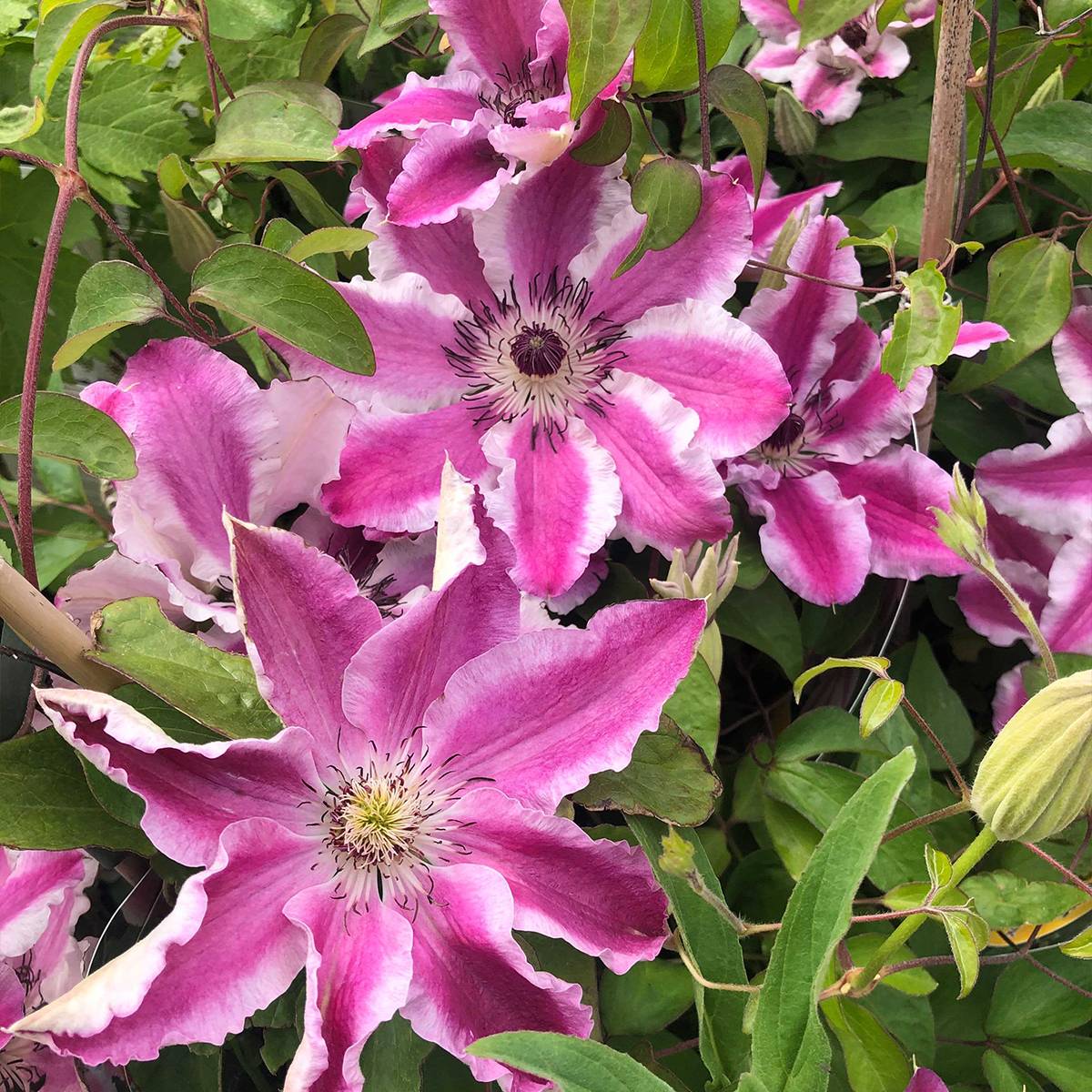 Clématite - Clematis Souvenir du Capitaine Thuilleaux Pot de 2L/3L