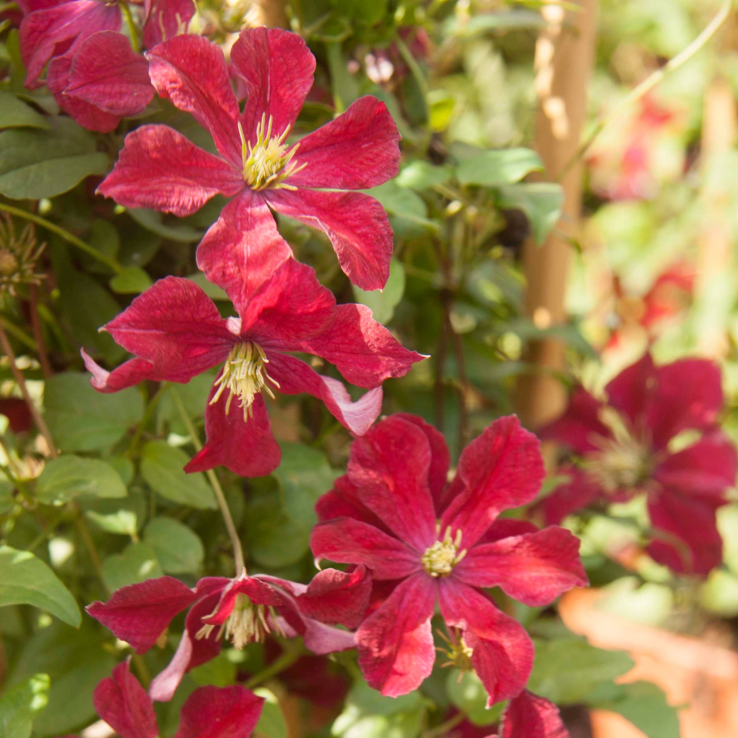 Clématite - Clematis Ruutel Pot de 2L/3L