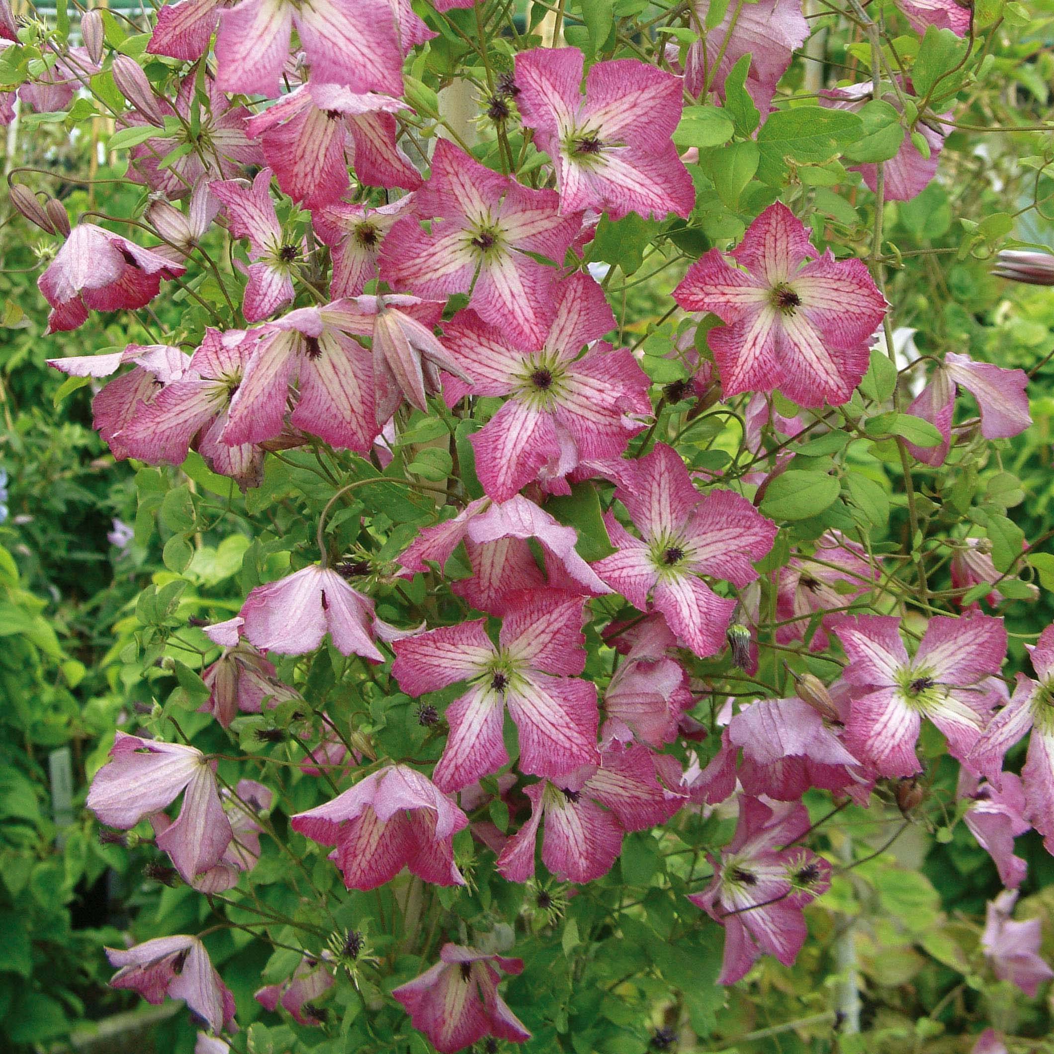 Clématite - Clematis I am Happy Pot de 2L/3L