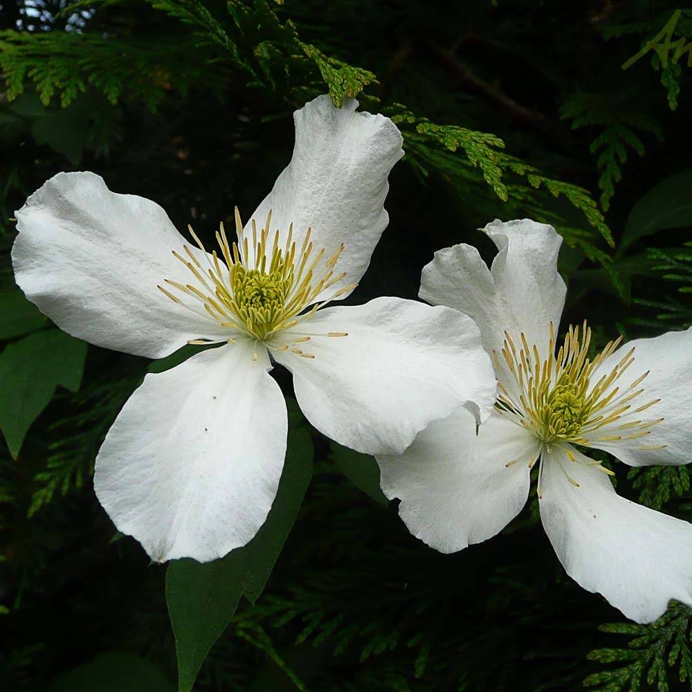 Clématite - Clematis montana Spooneri Pot de 2L/3L