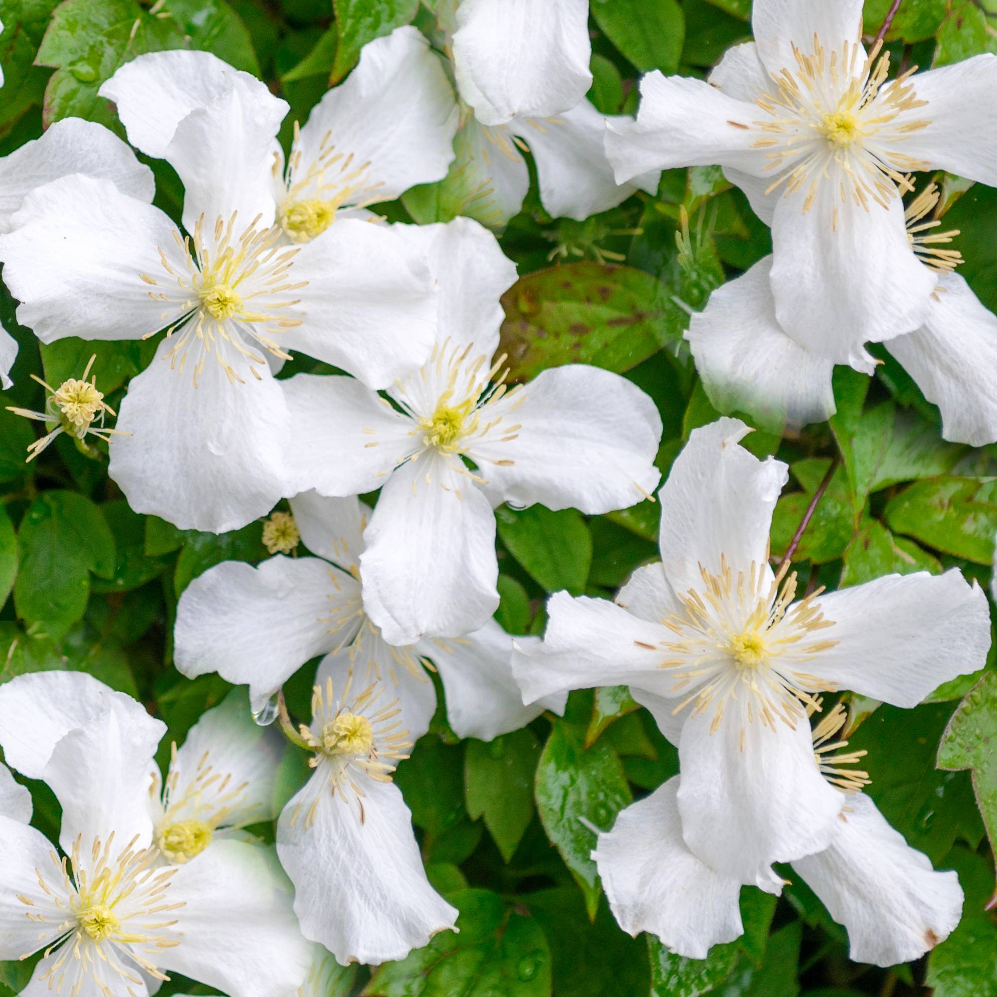 Clématite Montana 'Grandiflora' arbuste grimpant à fleurs parfumées et feuilles caduques - GardenersDream