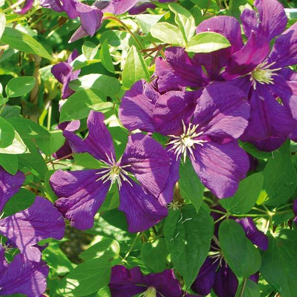 Clématite - Clematis viticella Etoile Violette Pot de 2L/3L
