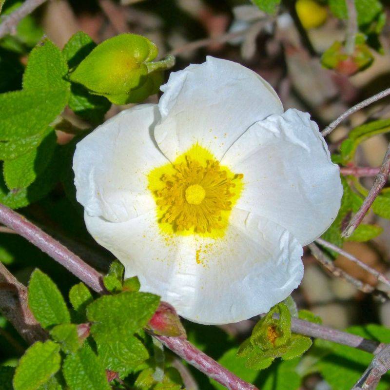 Ciste à feuilles de sauge (Cistus salviifolius) - Godet - Taille 13/25cm - Pépinières Naudet