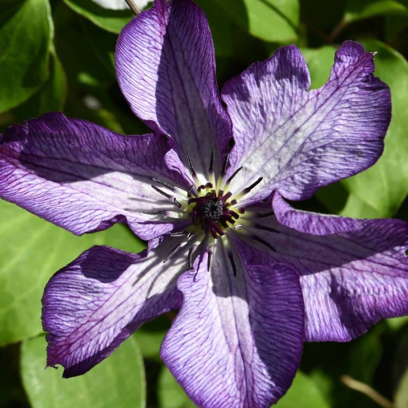 Clématite viticella Super Nova® 'zo09088' à fleurs Violette - feuillage Caduc - Pot de 2L - Tuteur bambou 60/90 cm- hauteur à maturité De 1,50 m à 2,
