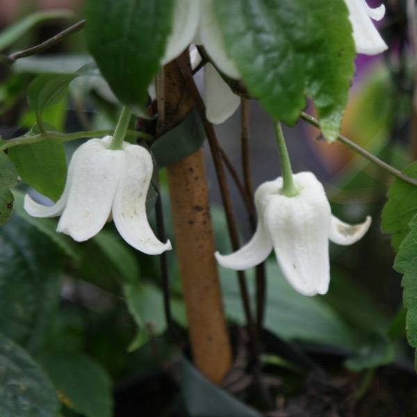 Clématite - Clematis Winter Beauty Pot de 2L/3L