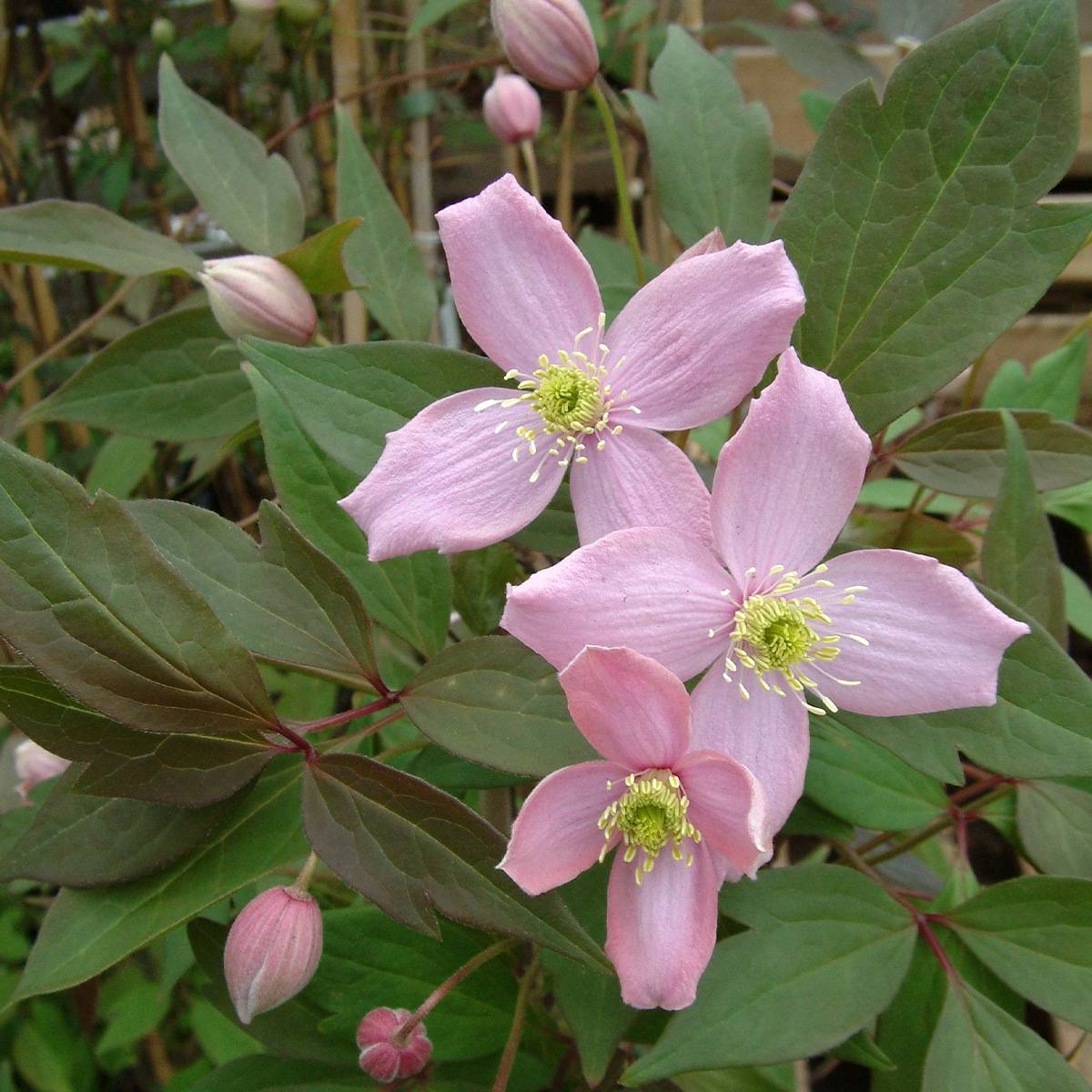 Clématite des montagnes - Clematis montana Fragrant Spring Pot de 1,5L/2L