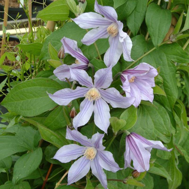 Clématite - Clematis diversifolia River Star Pot de 2L/3L