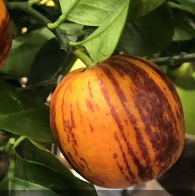 Citrus x sinensis 'Arcobal' ( l'orange Tigre) Couleur floraison:Blanc - Taille:Pot de 4 litres - 30/50 cm
