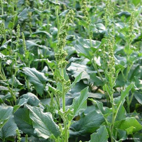 Chénopode Bon Henri en plant – Chenopodium bonus-henricus Godet de 8/9 cm Chénopode Bon Henri en plant – Chenopodium bonus-henricus Godet de 8/9 cm