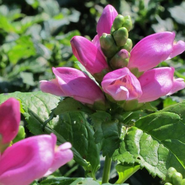 Chelone lyonii Hot Lips – Galane Godet de 8/9 cm Chelone lyonii Hot Lips – Galane Godet de 8/9 cm