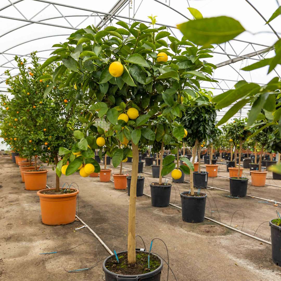 Citronnier vert | Lime de Tahiti - Pot de 35 litres, hauteur 160/180 cm
