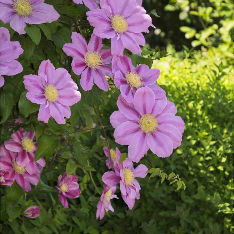 Clématite Pink Beauty à fleurs Rose - feuillage Caduc - Pot de 3L - Echelle bambou 60/120 cm- hauteur à maturité De 1,50 m à 2,00 m