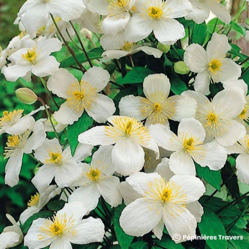 Clématite des montagnes (Clematis montana 'Grandiflora') - Conteneur 1,5L - Pépinières Naudet