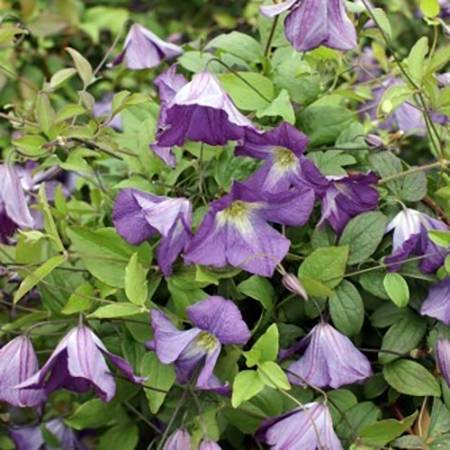 Clématite italienne - Clematis viticella Little Bas Pot de 2L/3L