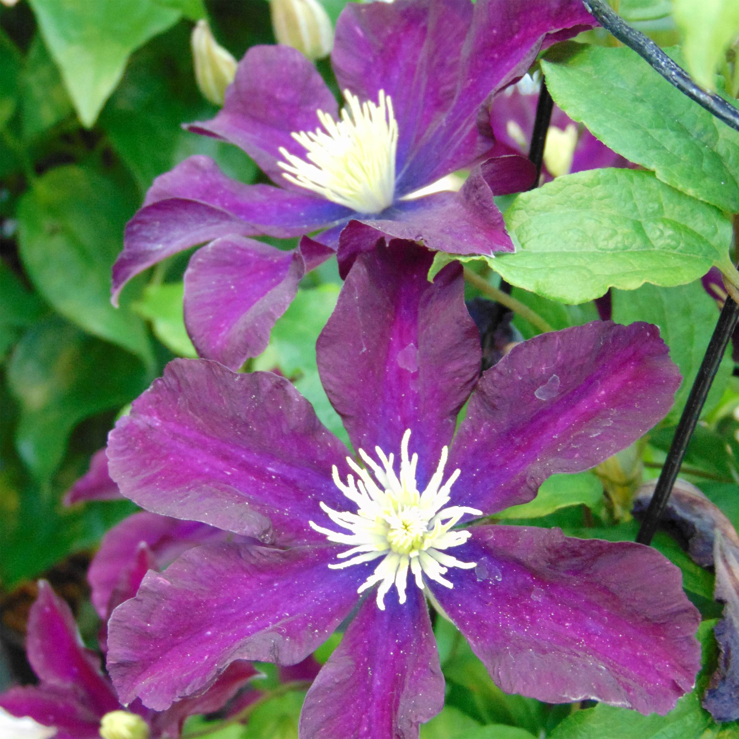 Clématite - Clematis Warszawska Nike Pot de 2L/3L