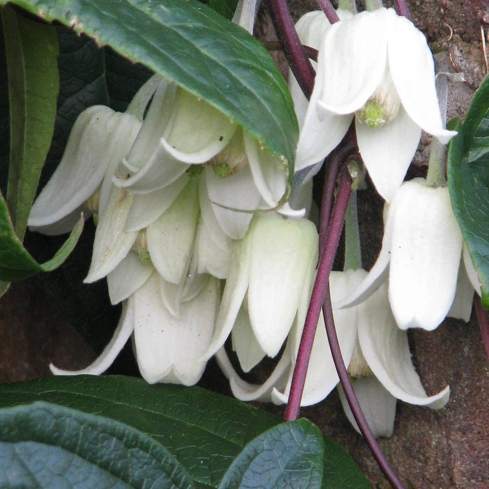 Clématite urophylla Winter Beauty à fleurs Blanche - feuillage Semi-Persistant - Pot de 3L - Echelle bambou 60/120 cm- hauteur à maturité De 3,00 m à
