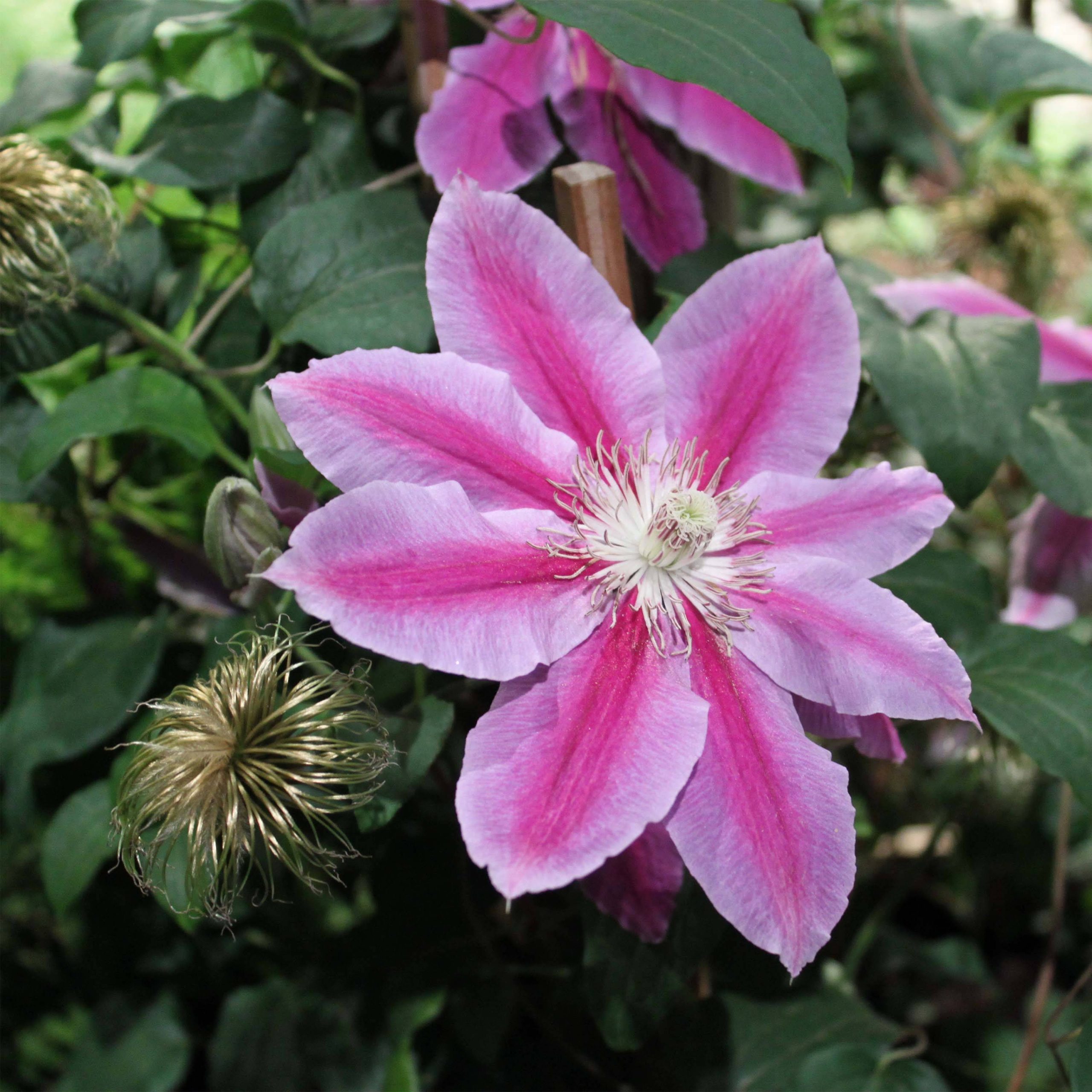 Clématite - Clematis Docteur Ruppel Pot de 2L/3L