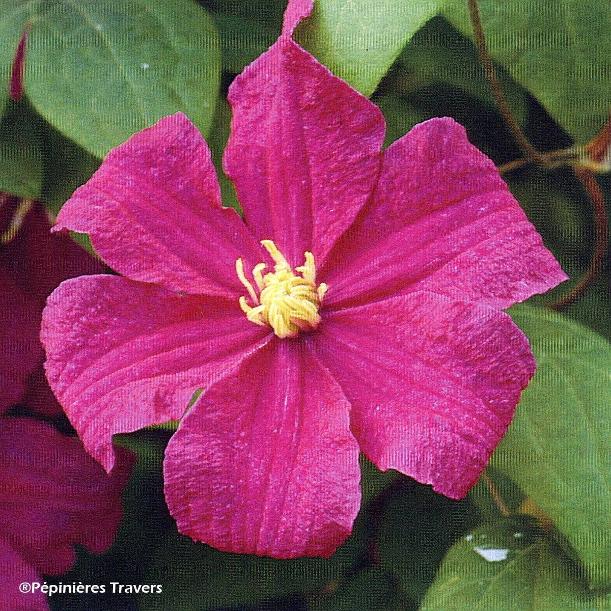 Clématite - Clematis Barbara Harrington Godet de 8/9 cm