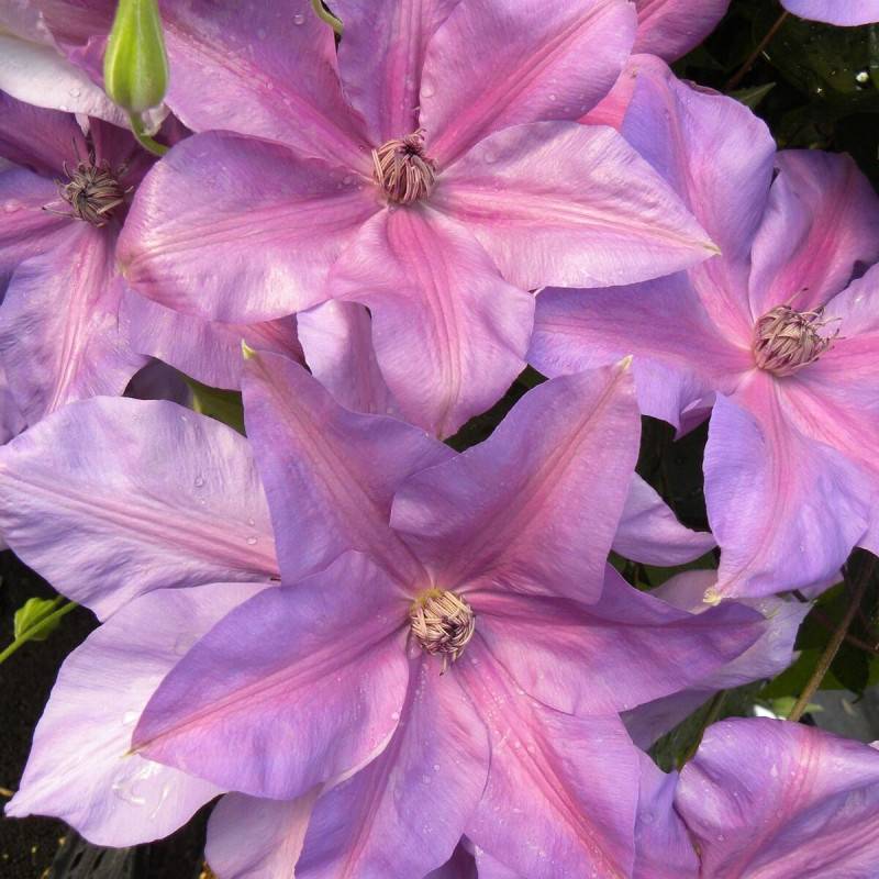 Clématite Shimmer™ 'Evipo028' à fleurs Rose - feuillage Caduc - Pot de 3L - Echelle bambou 60/120 cm- hauteur à maturité De 3,00 m à 5,00 m