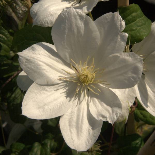 Clématite - Clematis The Bride Pot de 2L/3L
