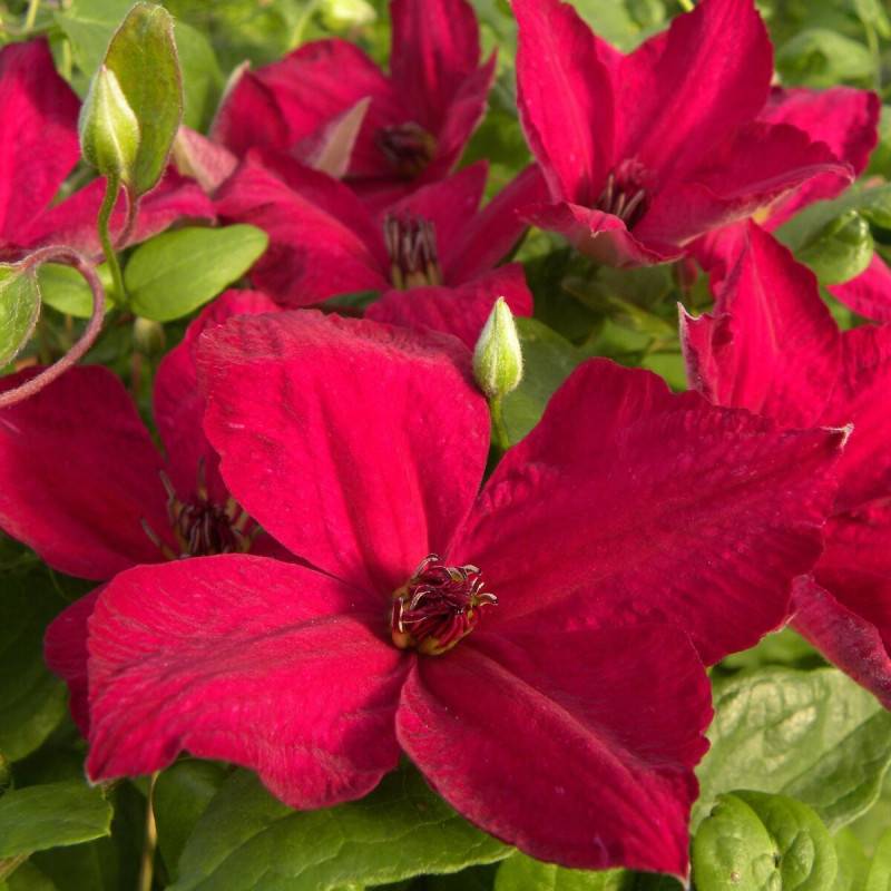 Clématite viticella John Howells® 'Zojohnhowells' à fleurs Rouge - feuillage Caduc - Pot de 1,5L - Tuteur bambou 30/60 cm- hauteur à maturité De 3,00