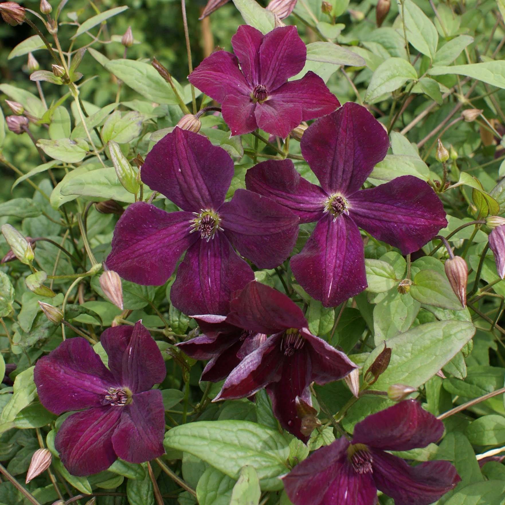 Clématite - Clematis viticella Royal Velours Pot de 2L/3L