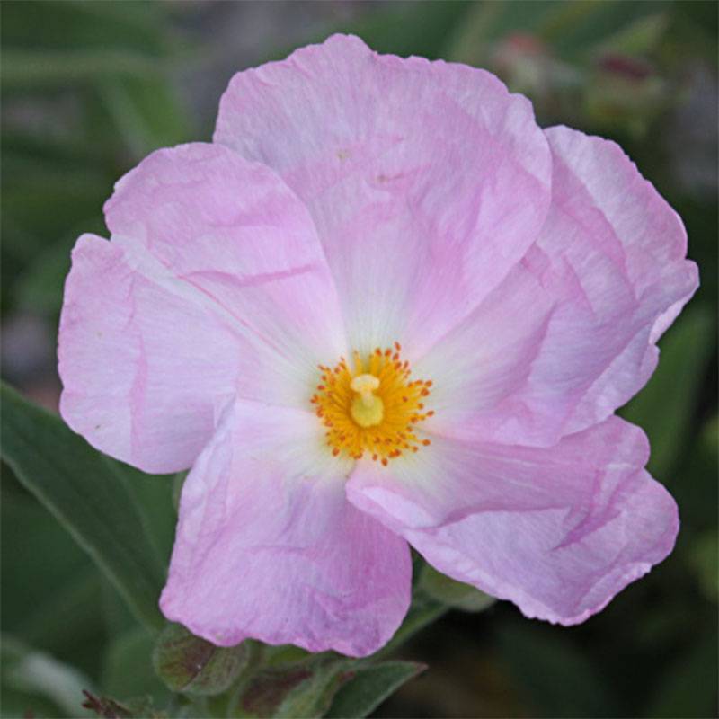 Cistus argenteus Peggy Sammons - Ciste hybride Pot de 2L/3L