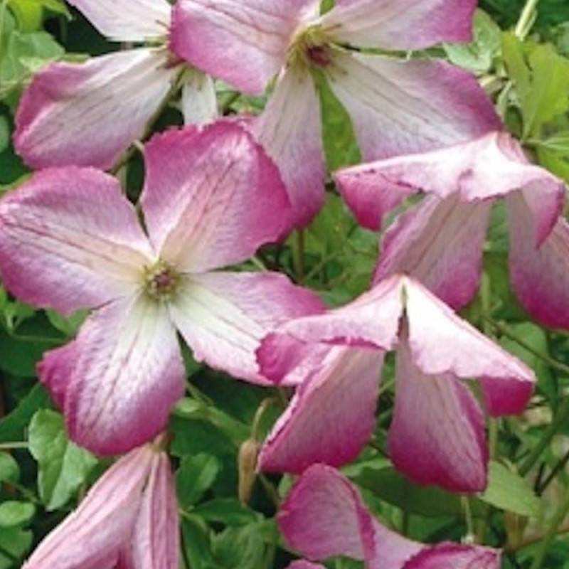 Clématite viticella I Am® Lady Q 'Zoiamlq' à fleurs Rose - feuillage Caduc - Pot de 2L - Tuteur bambou 60/90 cm- hauteur à maturité De 2,00 m à 2,50