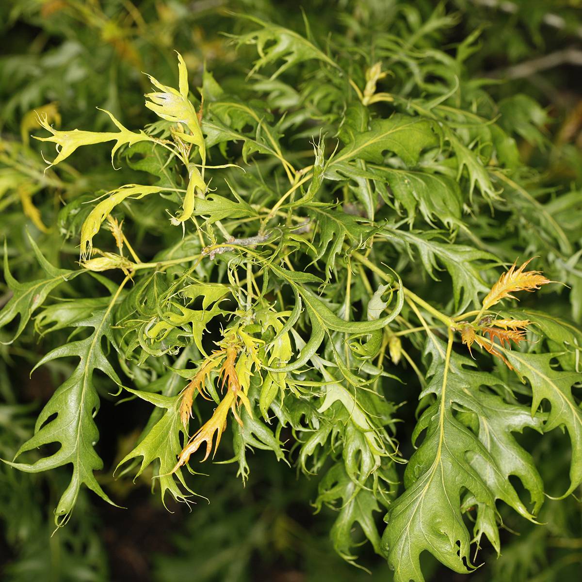 Chêne pédonculé - Quercus robur Miky Pot de 4L/5L