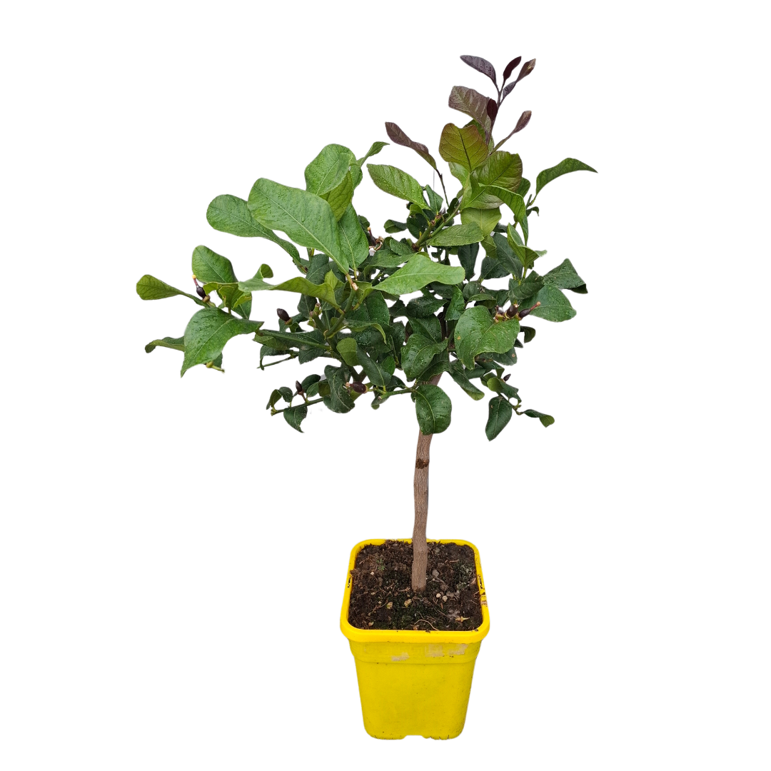 Citronnier des 4 saisons - Pot carré de 5 litres, hauteur 40/60 cm