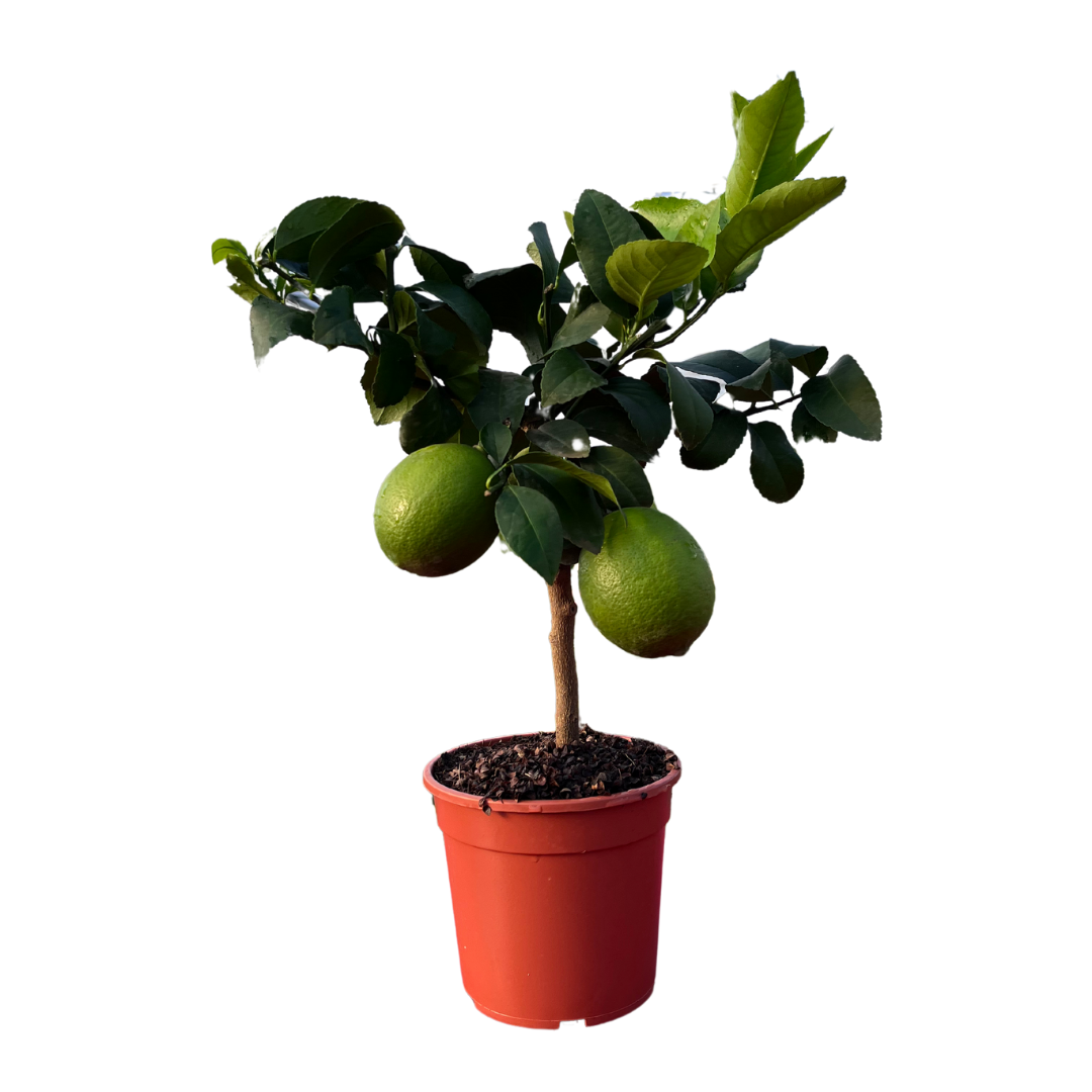 Citronnier Meyer - Pot de 1,5 litres, hauteur 10/30 cm