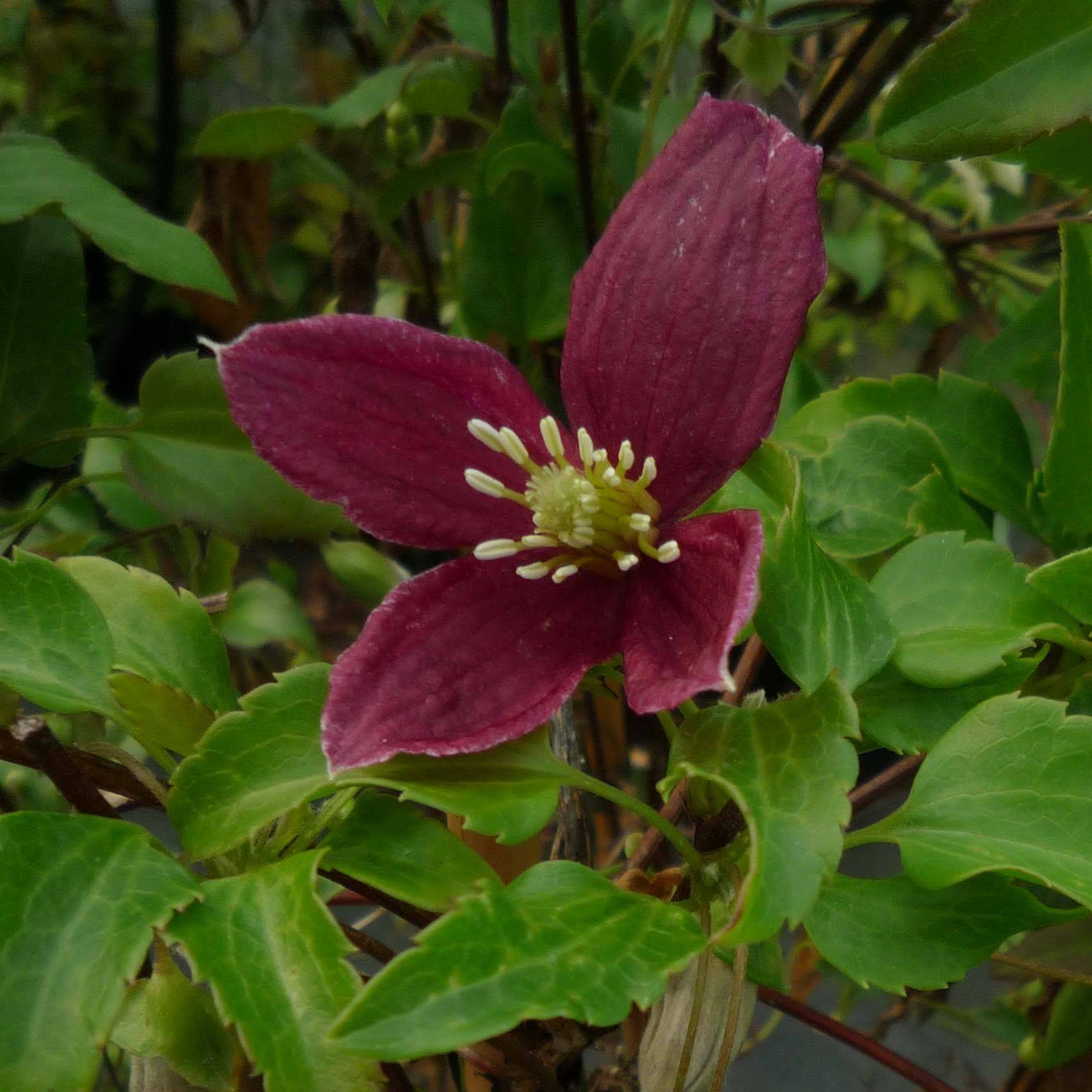 Clématite - Clematis cirrhosa Lansdowne Gem Pot de 2L/3L