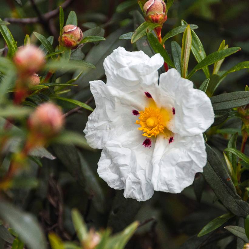 Cistus (x) loretii - Ciste à feuilles étroites Pot de 2L/3L