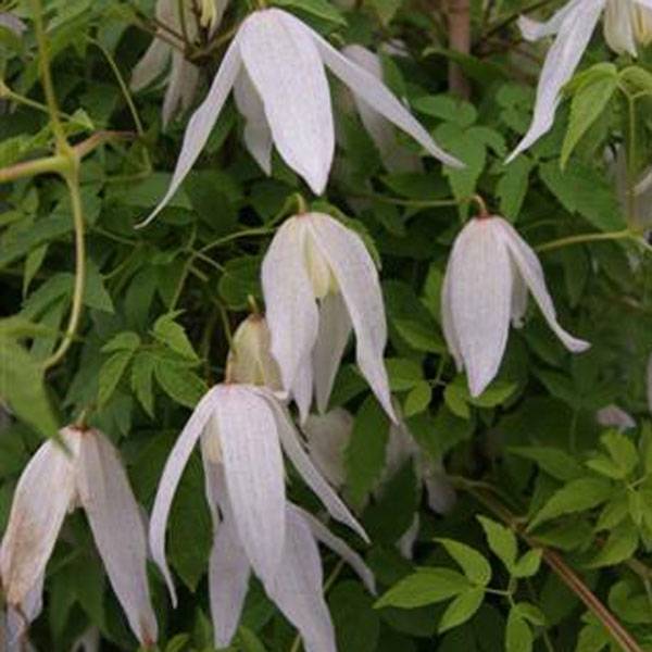 Clématite - Clematis macropetala Broughton Bride Pot de 2L/3L