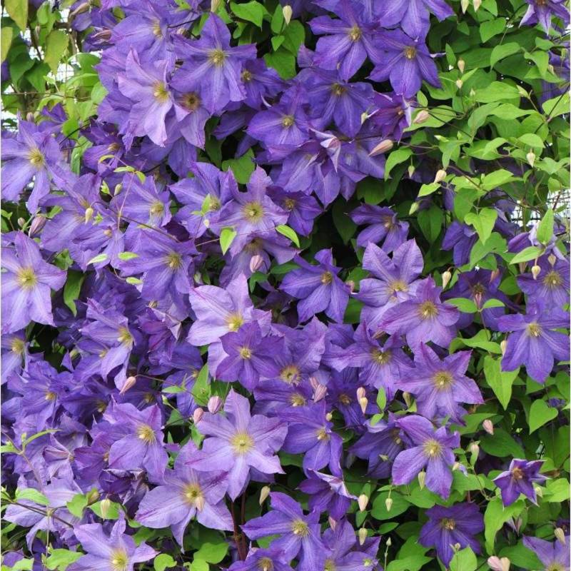 Clématite viticella Solina à fleurs Violette - feuillage Caduc - Pot de 3L - Echelle bambou 60/120 cm- hauteur à maturité De 2,50 m à 3,00 m