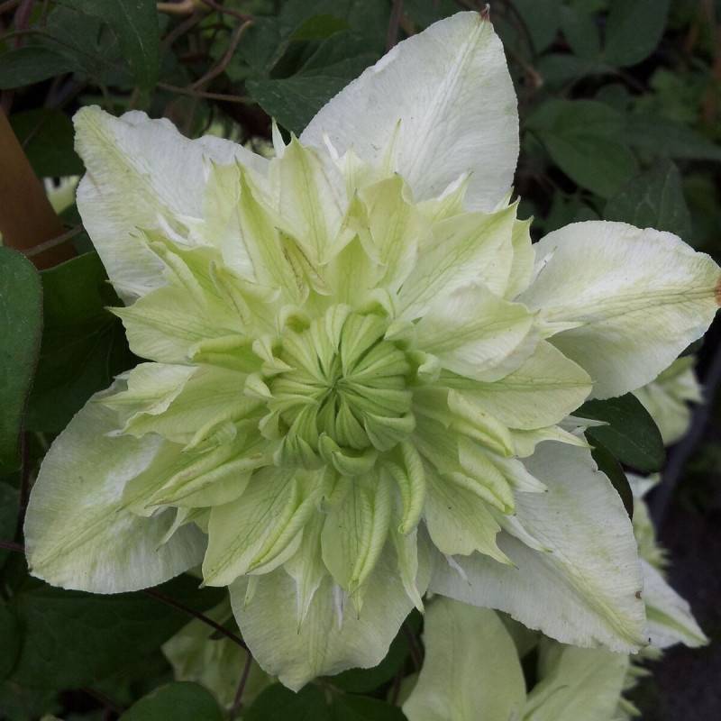 Clématite florida Alba Plena à fleurs Blanche - feuillage Caduc - Pot de 1,5L - Tuteur bambou 30/60 cm- hauteur à maturité De 2,50 m à 3,00 m